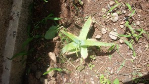 IMG_20150725_101656