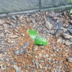榊の植え替え
