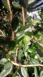 IMG_20151101_091433